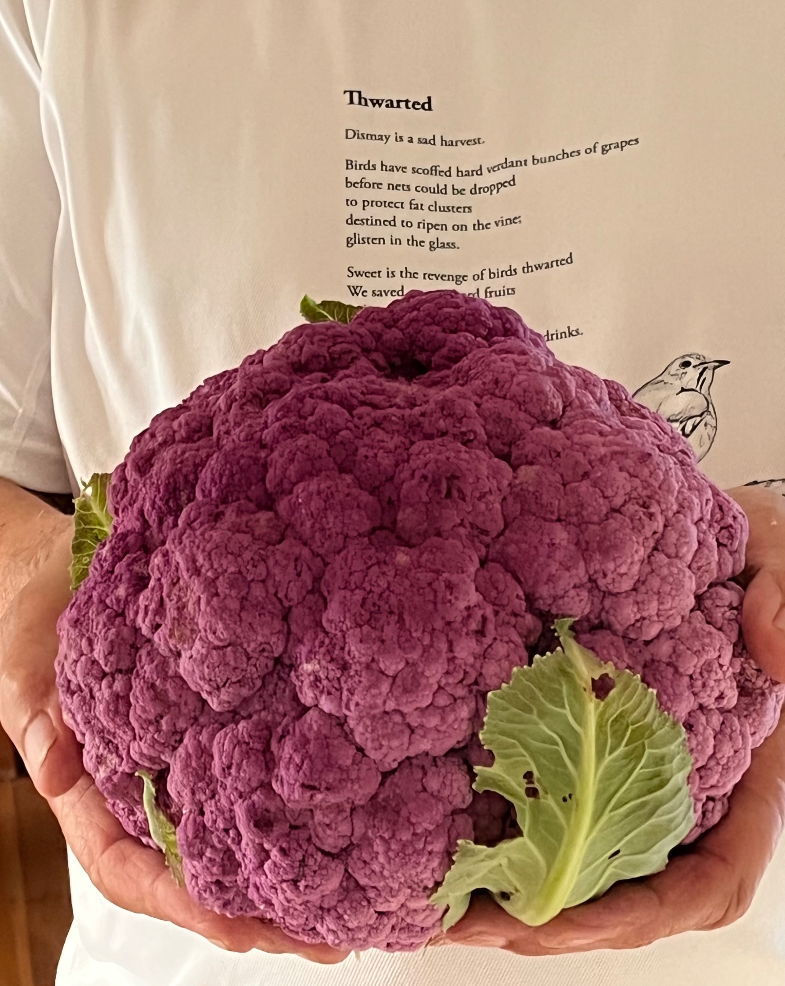 A giant purple cauliflower held in front of a poem titled Thwarted