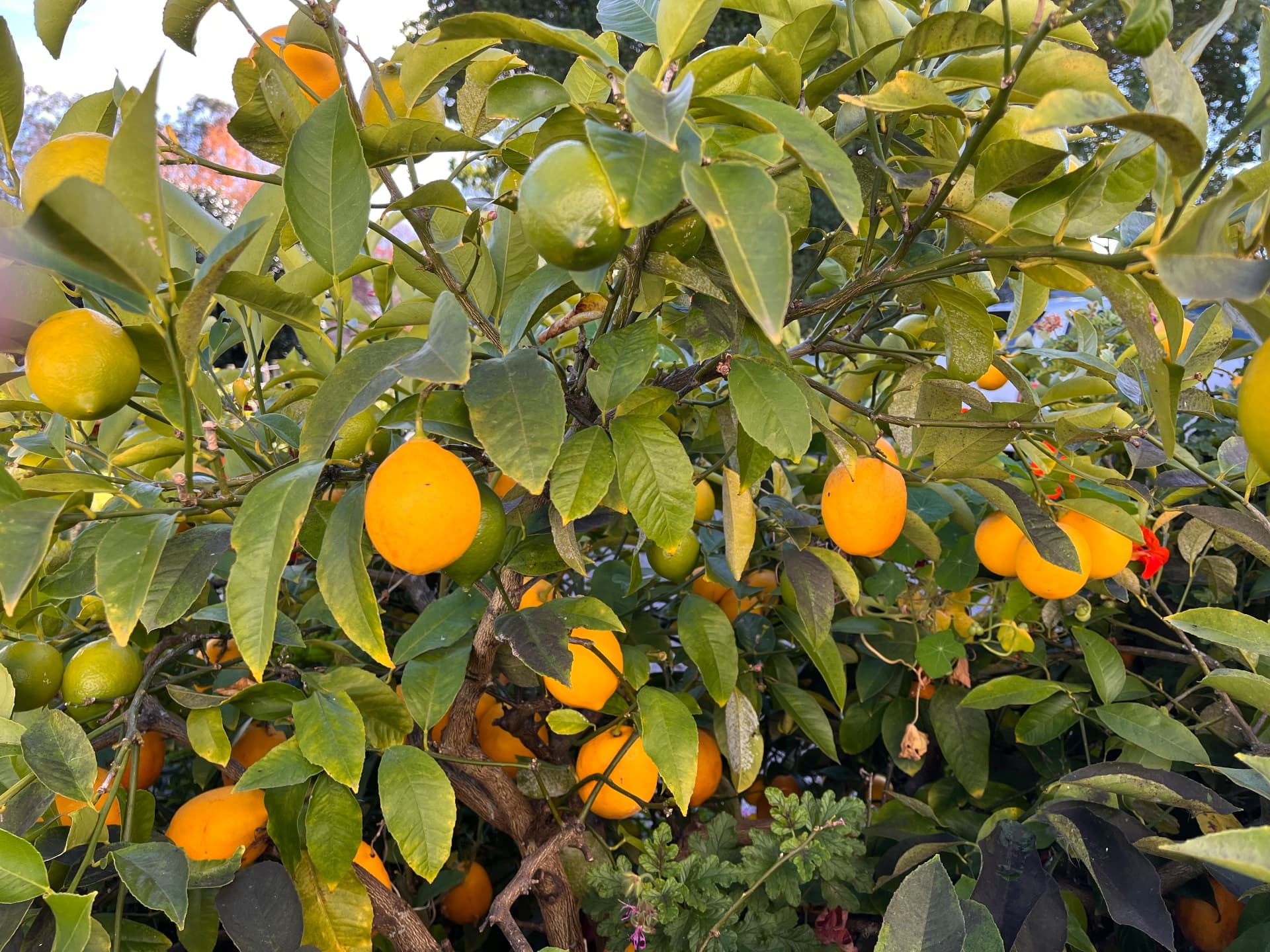 A citrus tree loaded with ripe lemons
