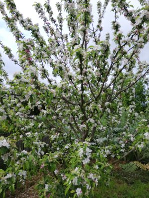 A fruit tree in full blossom in the orchard