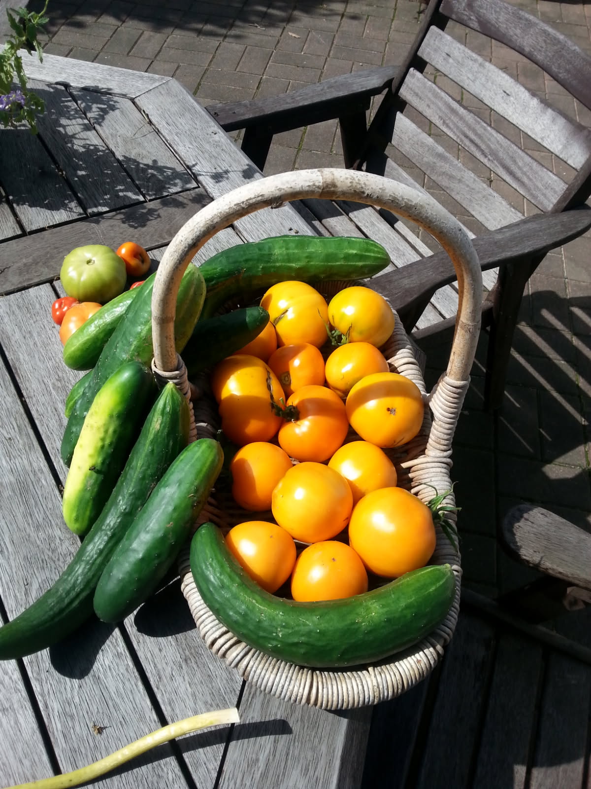A basket of cucumbers and ripening tomatoes on an outdoor table