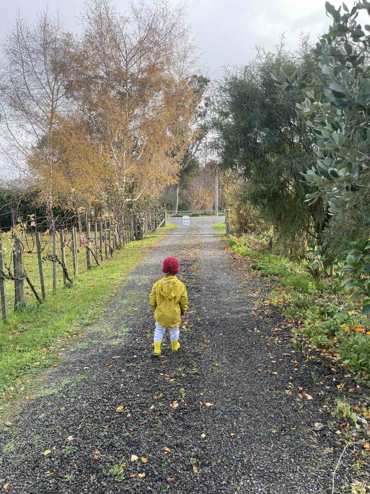 A child walking down the sheltered gravel driveway past the grape vines