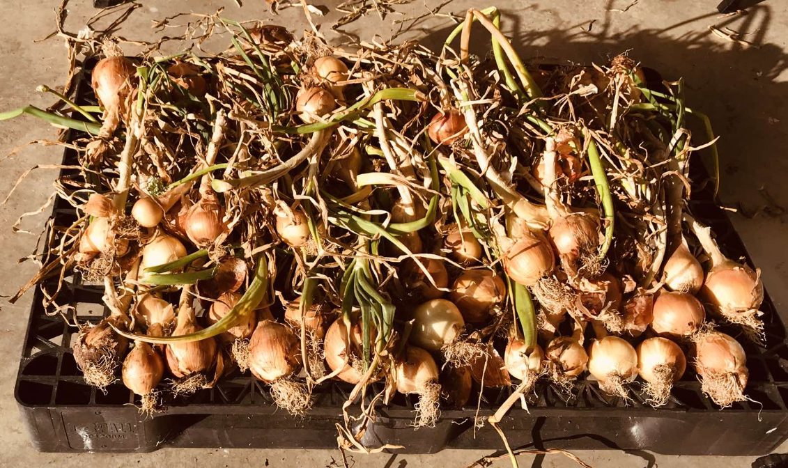 A crate of onions curing after harvest