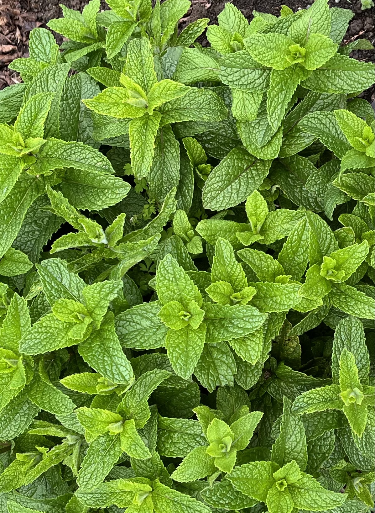 A thriving bed of fresh mint in the herb garden