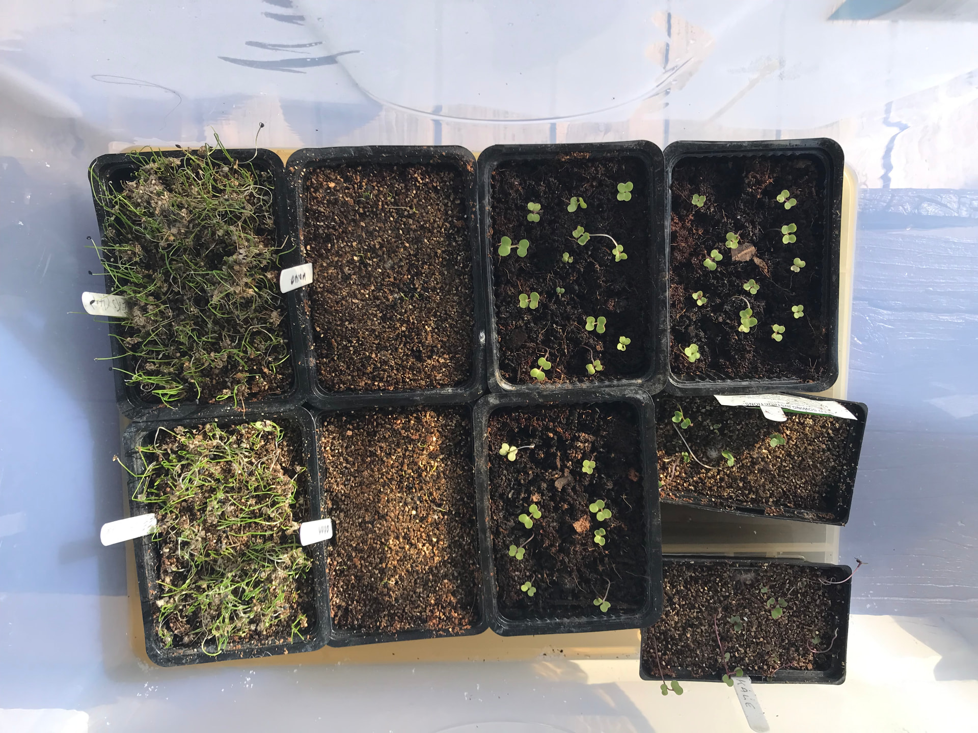 Labelled seedling trays of onions and brassicas in the glasshouse