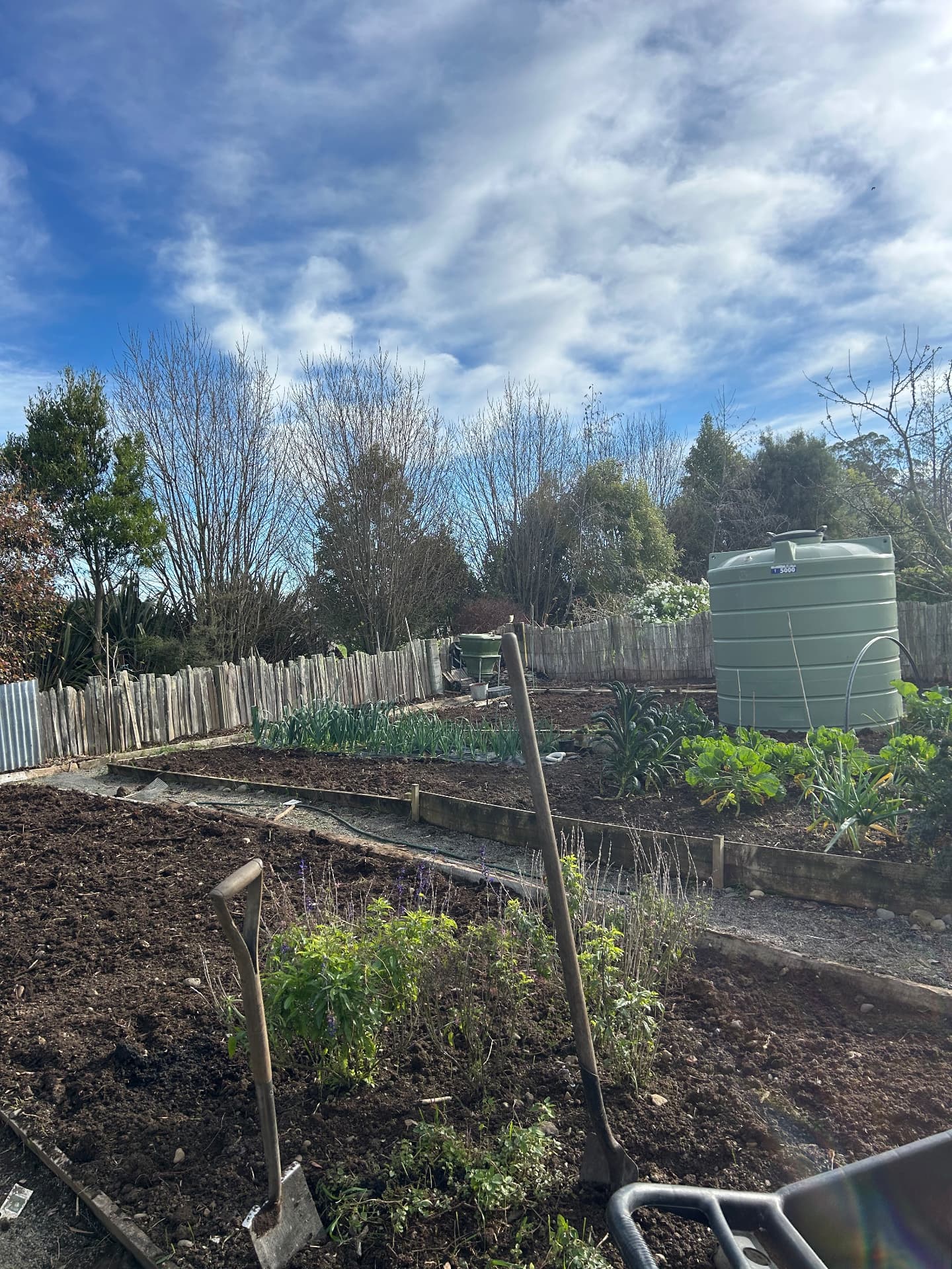 Cultivated vegetable beds with a water tank and shelter trees behind