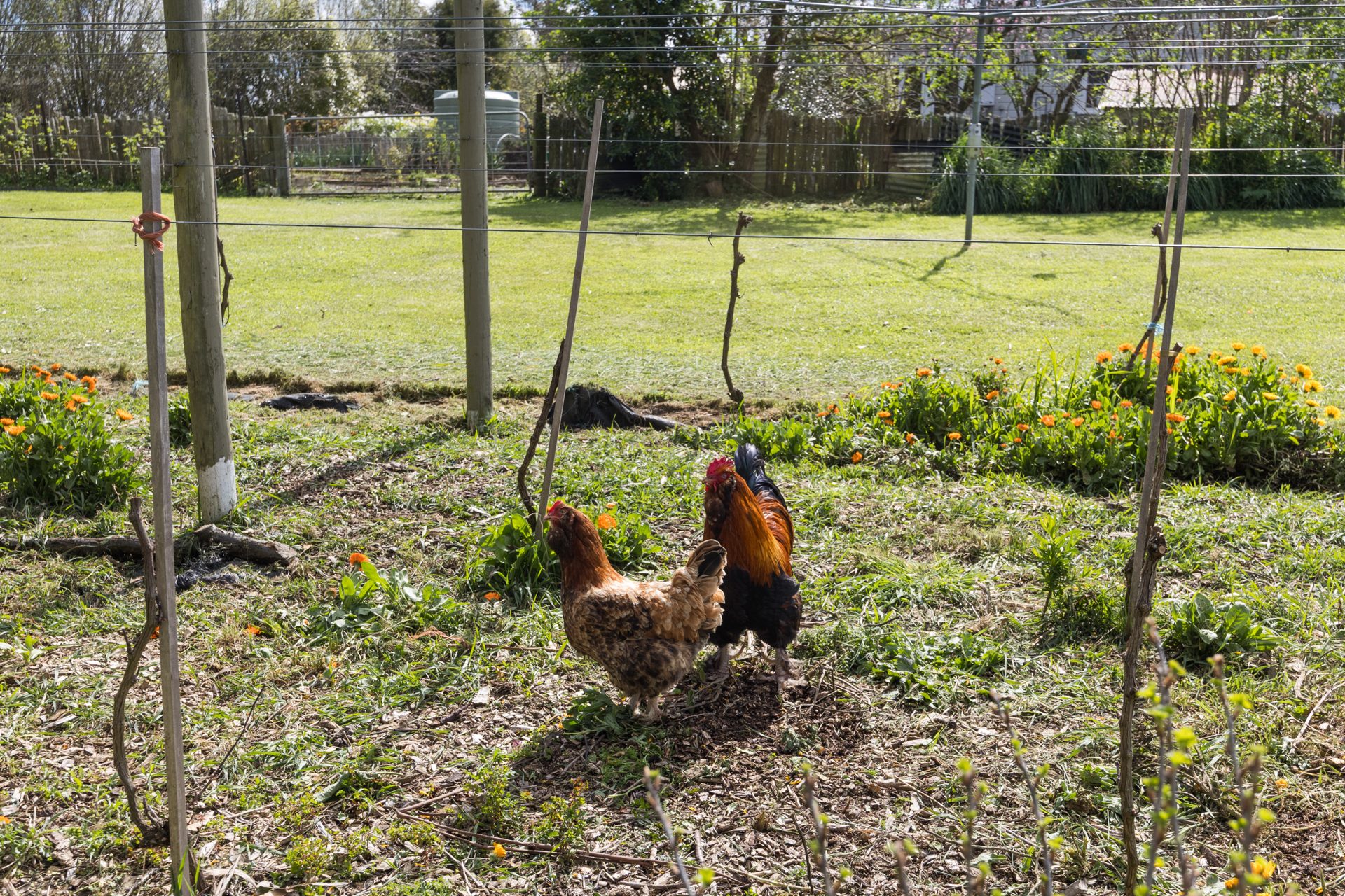 Free-ranging chickens among the young trees and calendula in the orchard run