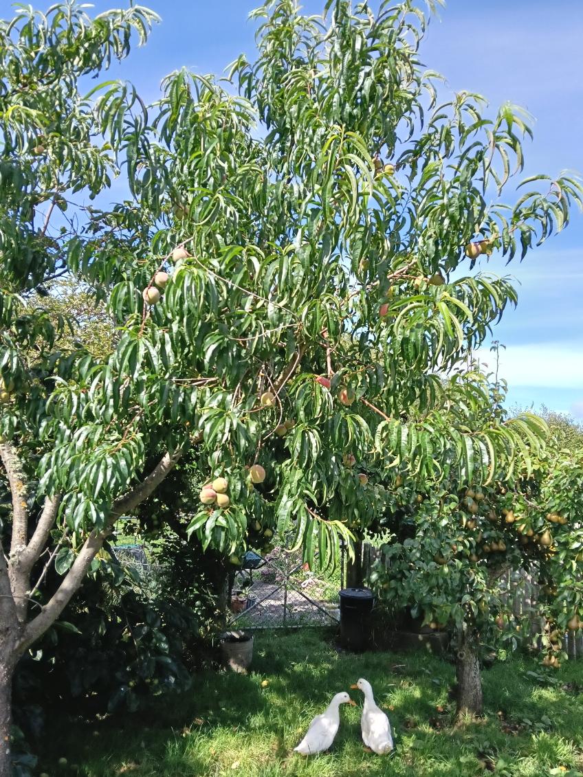 An established peach tree in fruit with ducks in the orchard below