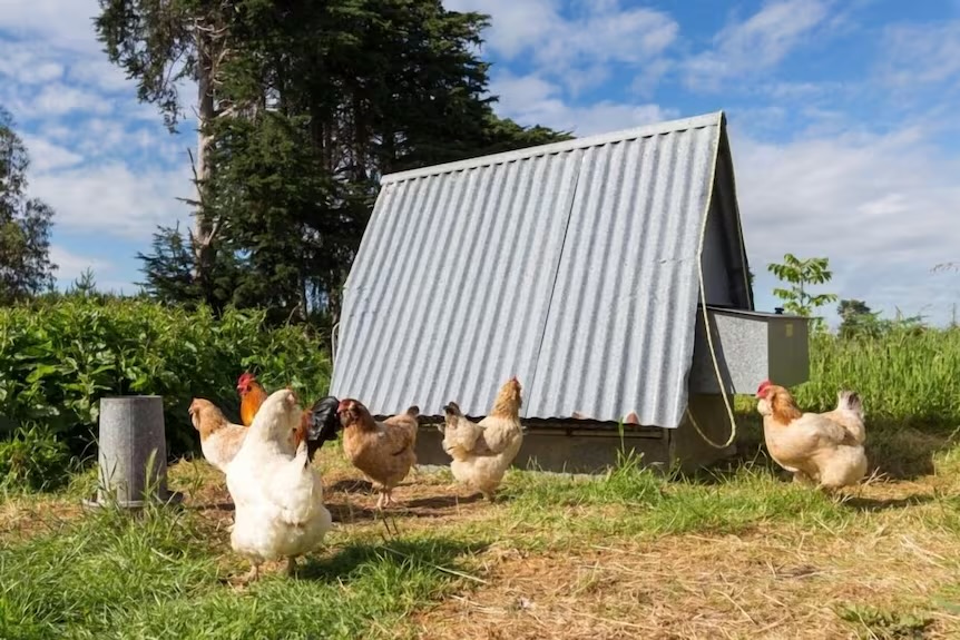 Chickens at the coop