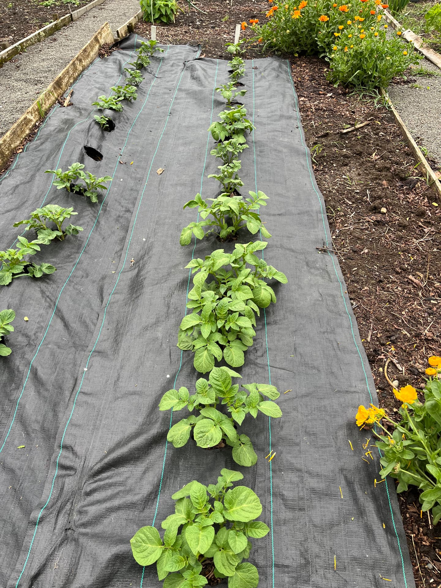 Rows of potato plants growing through weed matting beside calendula flowers