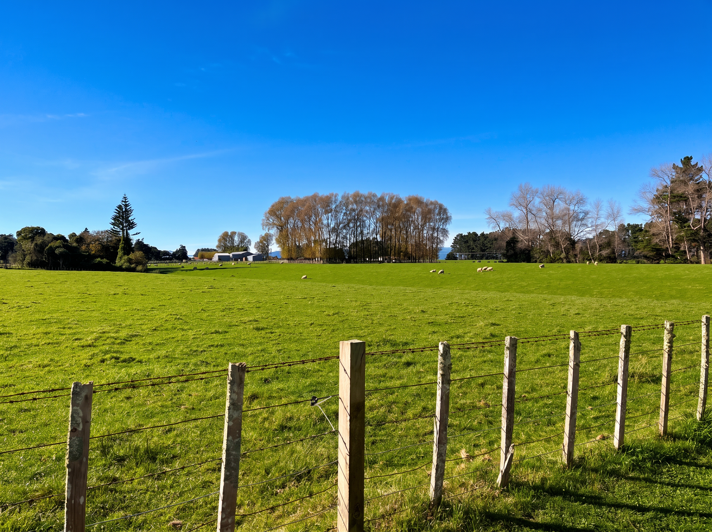 Rolling green paddocks with sheep grazing