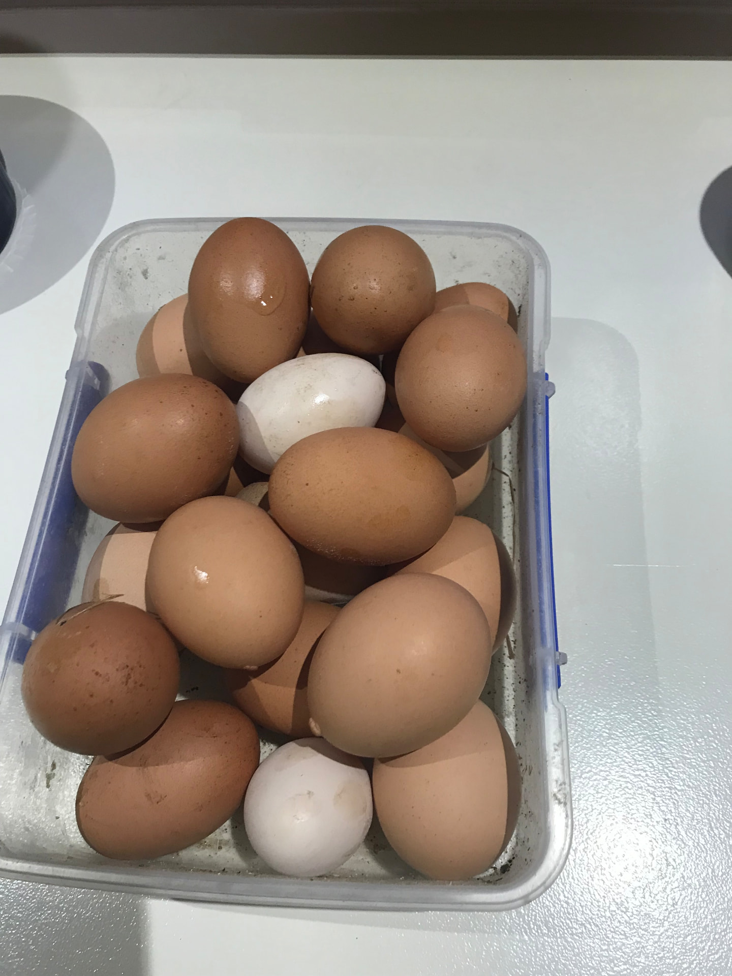 A container of freshly collected hen and duck eggs