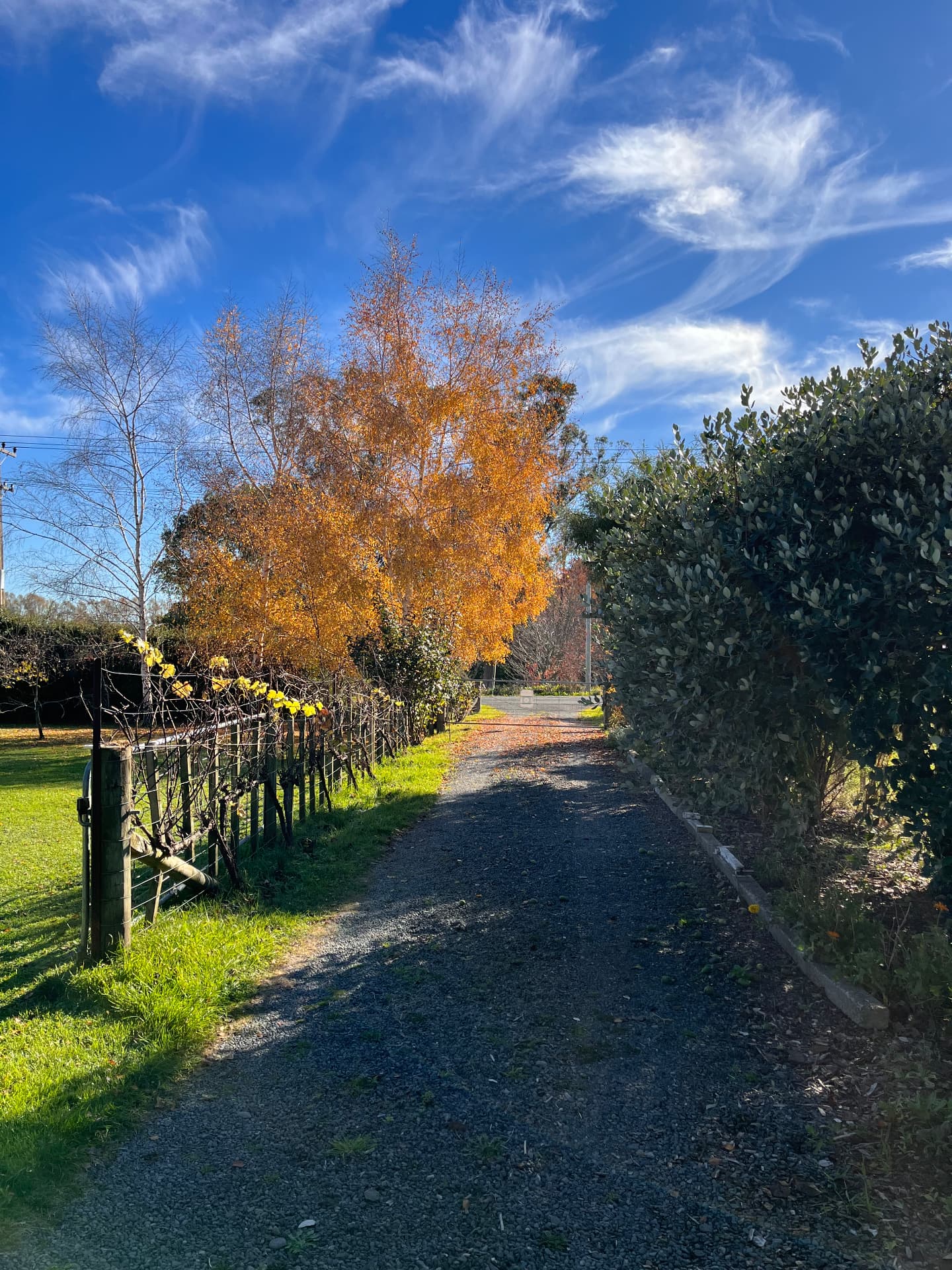 Tree-lined driveway with shelter planting screening the property from the road